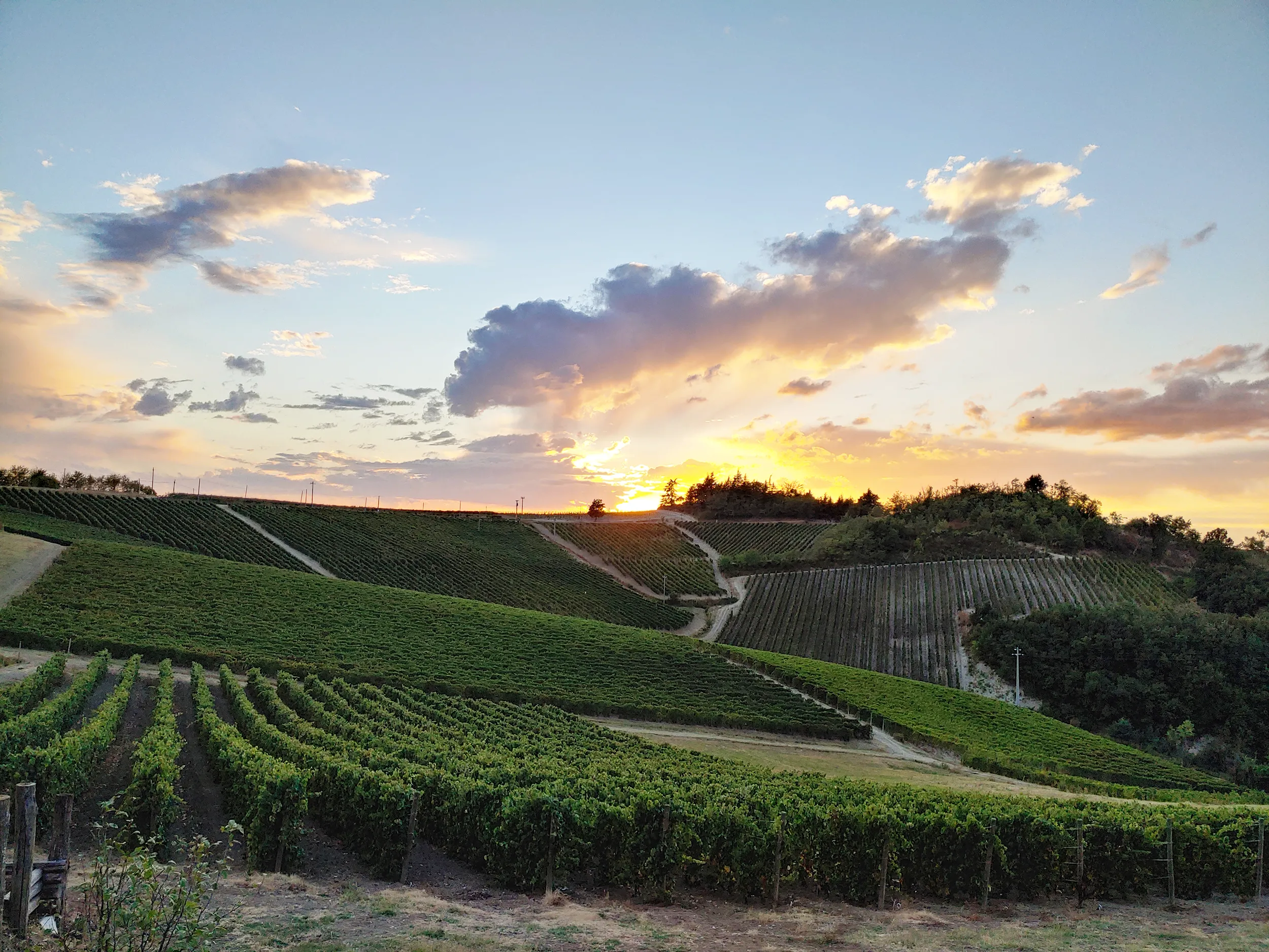 Vigne Monleale