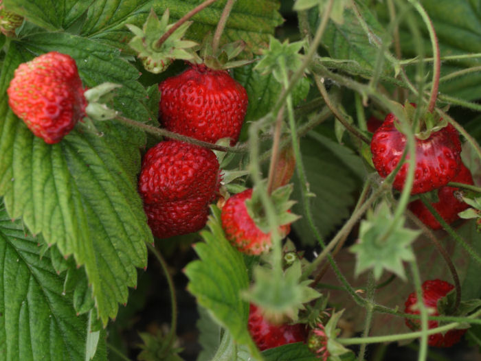 fragola profumata fragola profumata