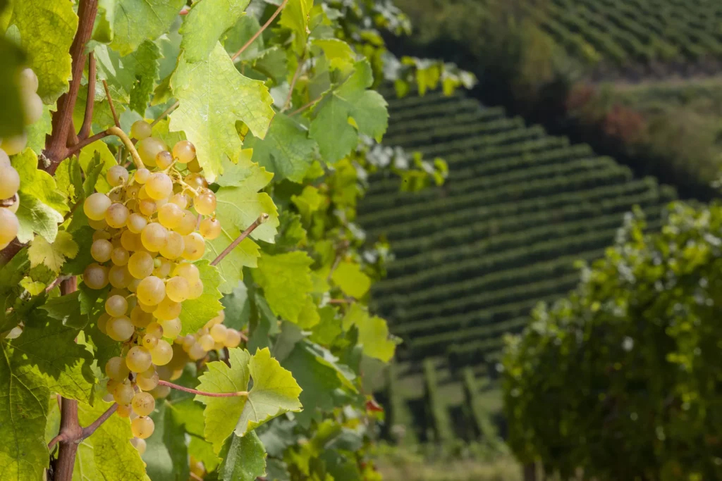 GAVI DOCG_Grappolo di Cortese GAVI DOCG_Grappolo di Cortese