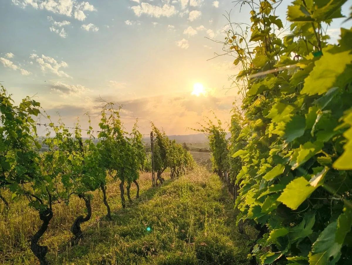 MANDIROLA VINI MANDIROLA VINI